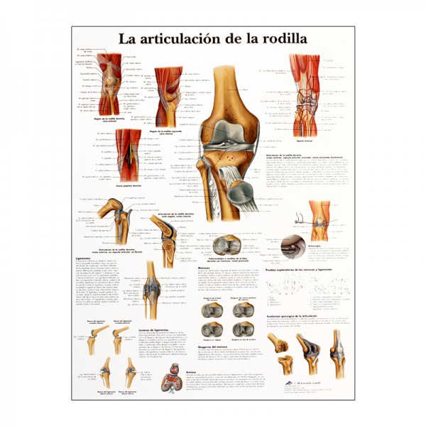 Tableau d'anatomie : articulation du genou